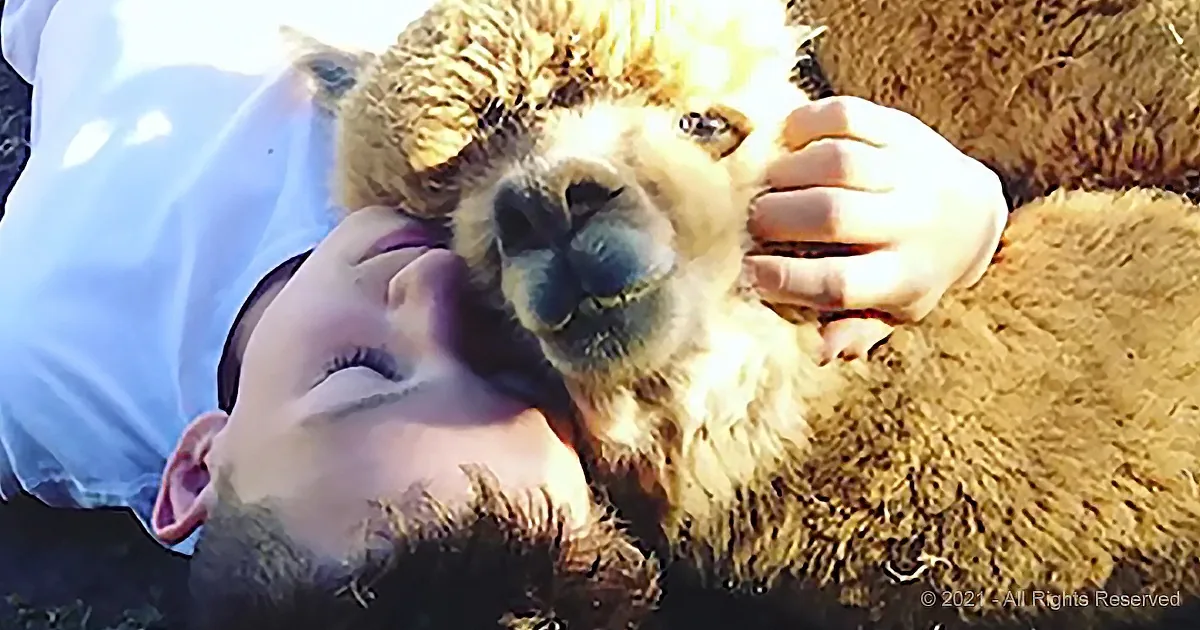Boy Adopts Alpaca and Turns Him Into the Best Pet Ever