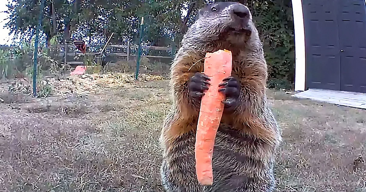 Cute Groundhog Caught on Camera Stealing Vegetables From Garden