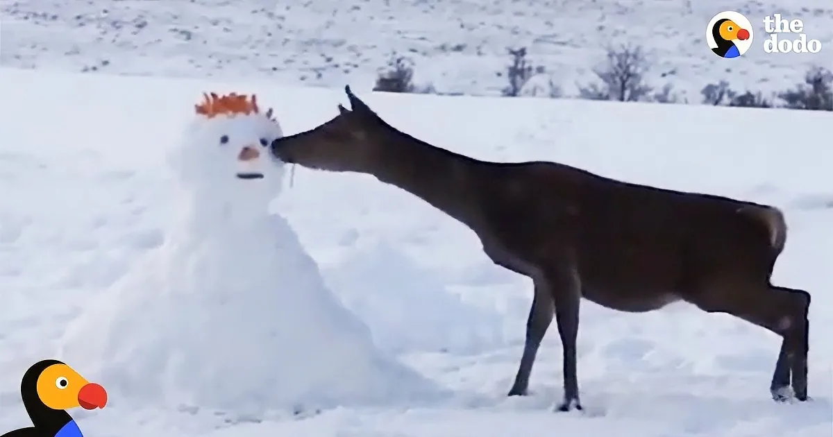 Friendly Deer and Snowman Sit Down for a Nice Dinner