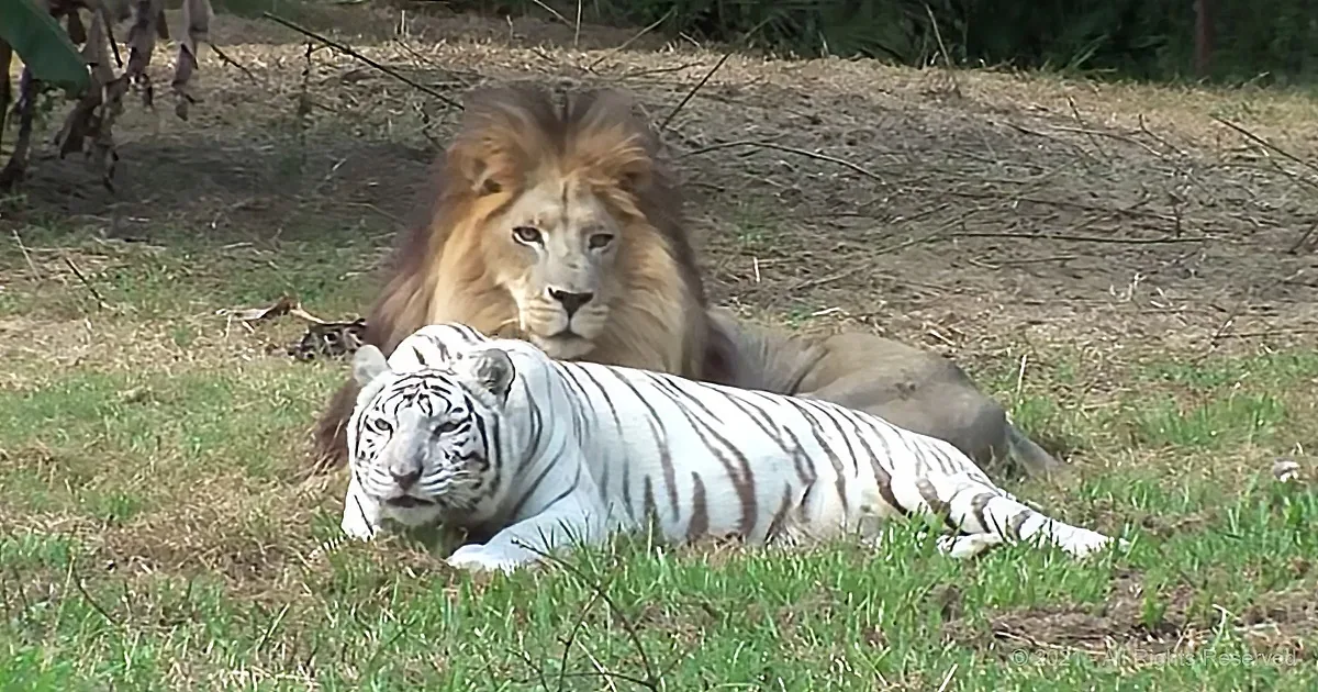 Lion and White Tigress Become Soulmates, and Escape Zoo