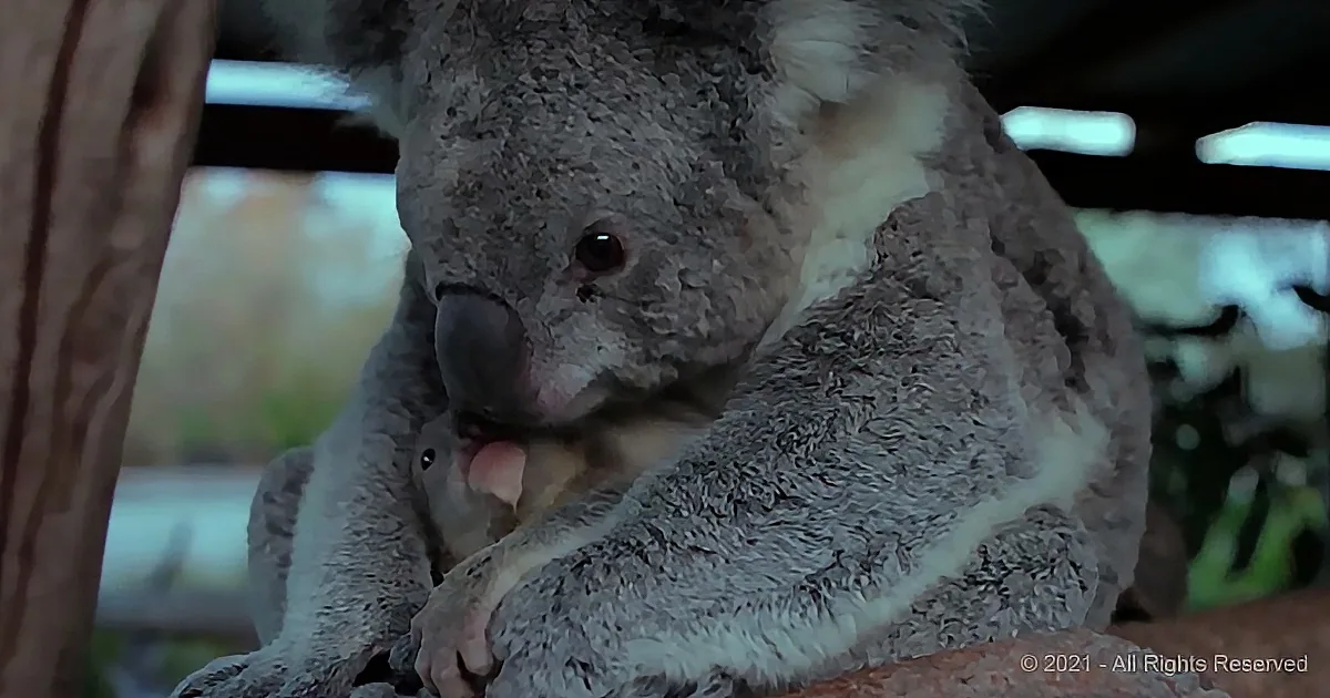 The Perfect Moment a Baby Koala Notices Her Mom for the First Time