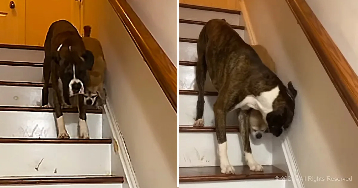 A dog is precariously balanced on the edge of a staircase, looking down.
