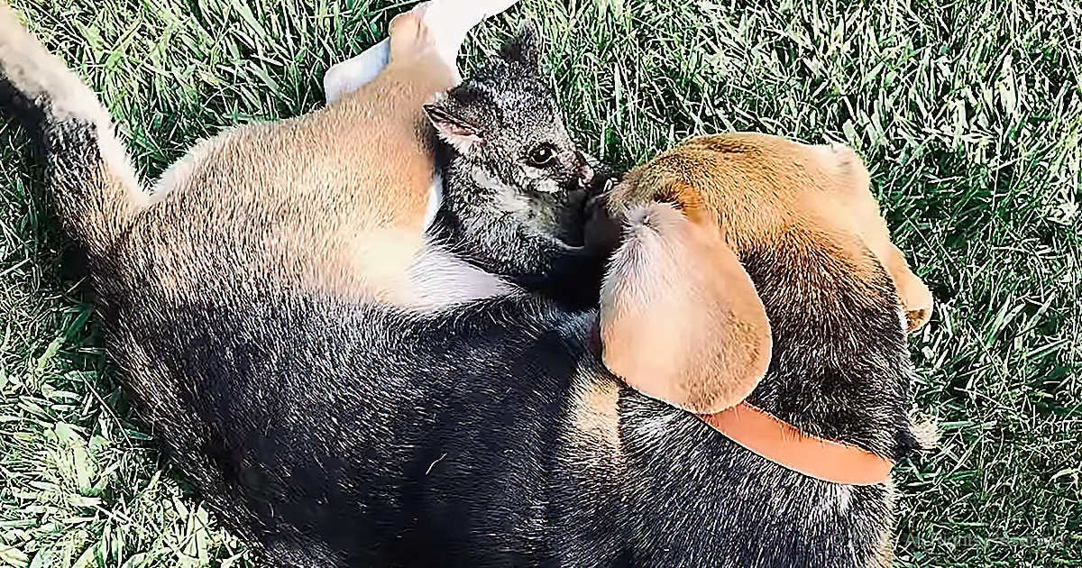 Lonely Momma Beagle Adopts Baby Opossum