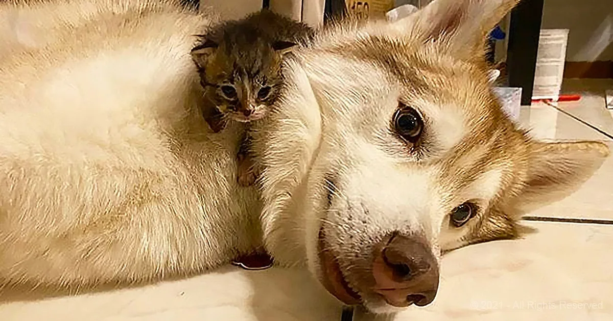 Orphaned Kittens Find Mothers Love With the Help of a Caring Husky