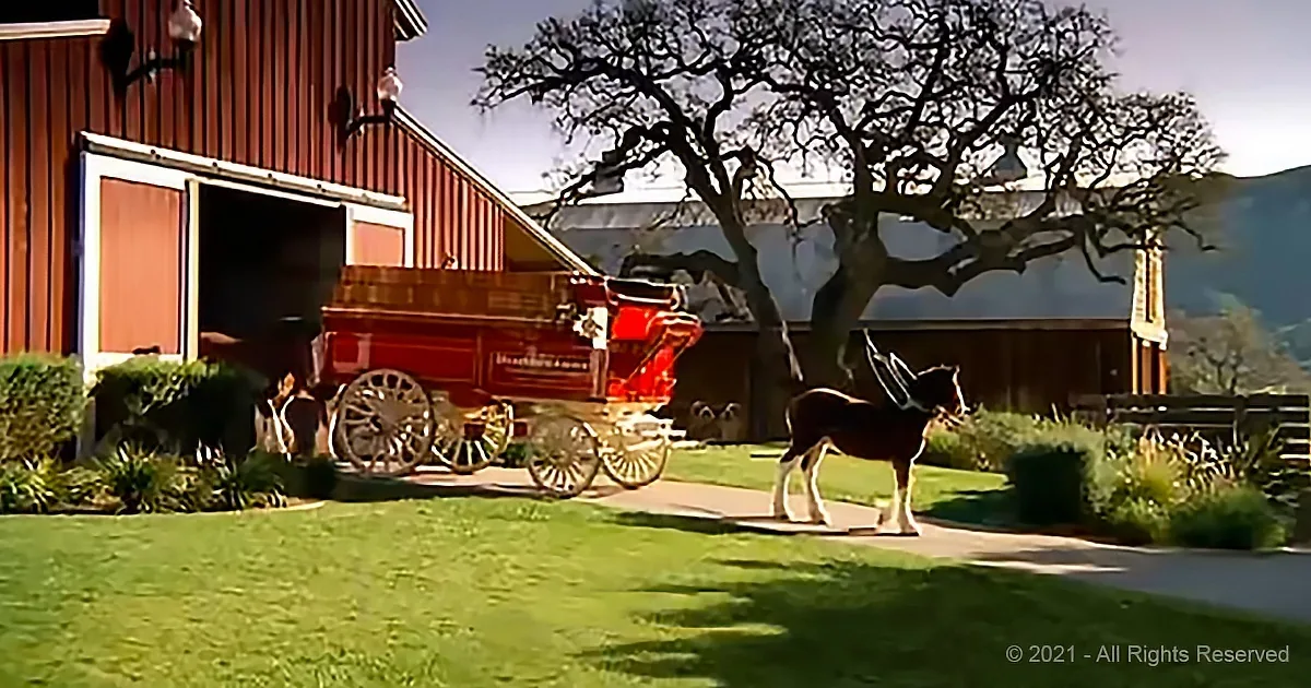 Tiny Foal Wants to Work With Dad Pulling the Budweiser Cart