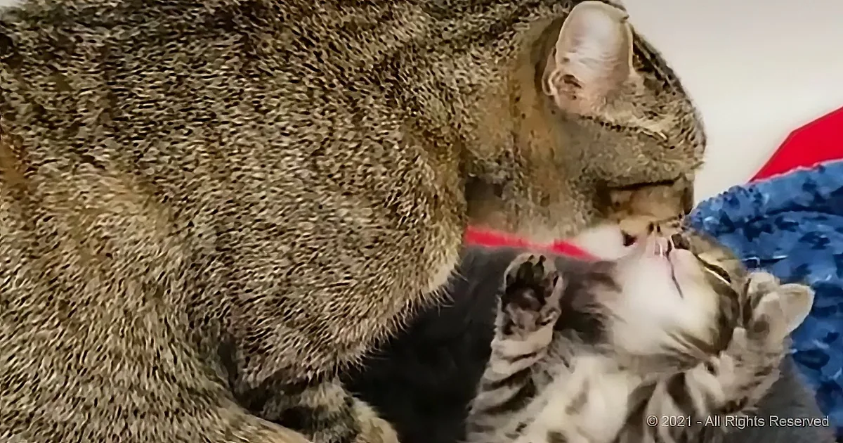 Cat Clings to Her Only Kitten After They Were Rescued From the Street