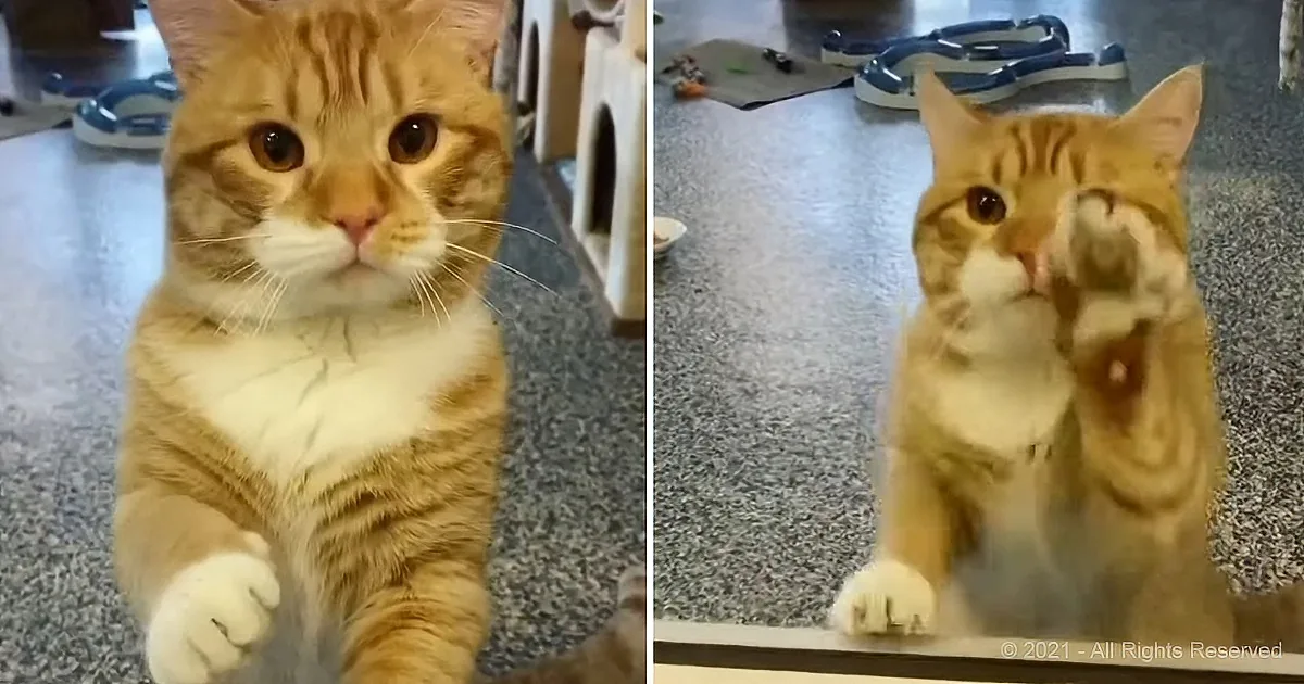 Cute Cat Waves at Shelter Visitors, Hoping to Find a Home