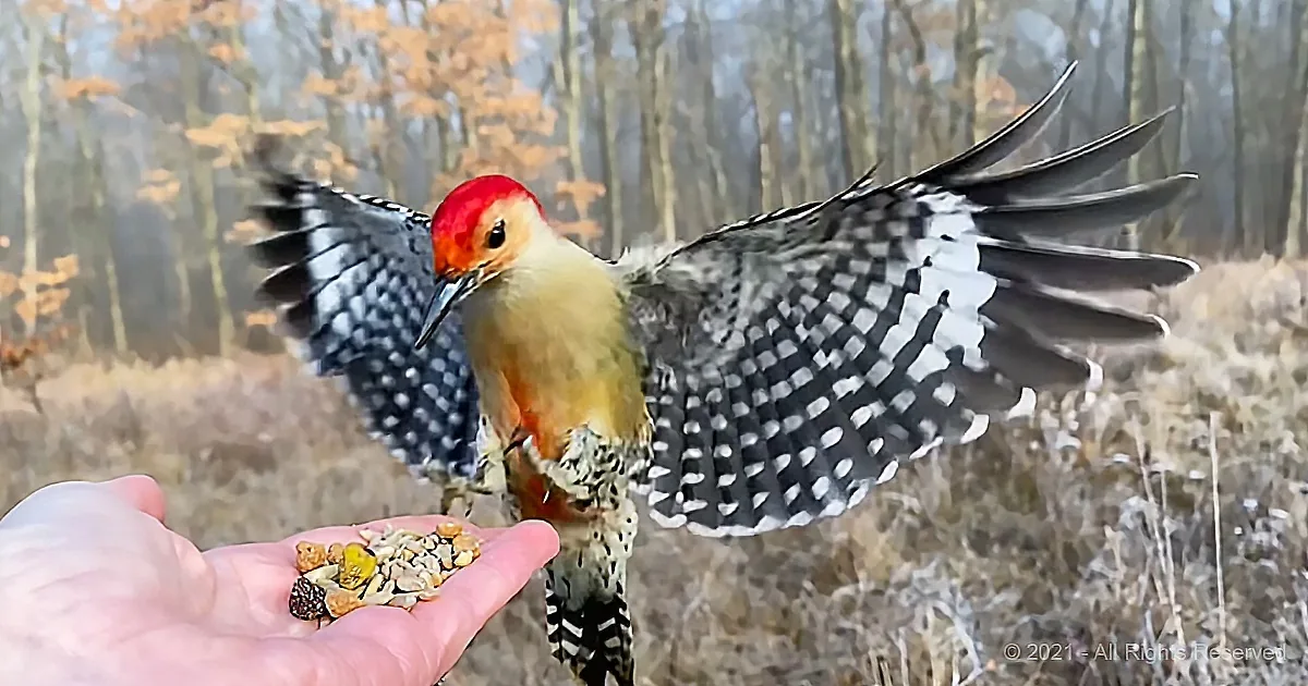 Wild Woodpecker Fearlessly Feeds out of the Photographer's Hand