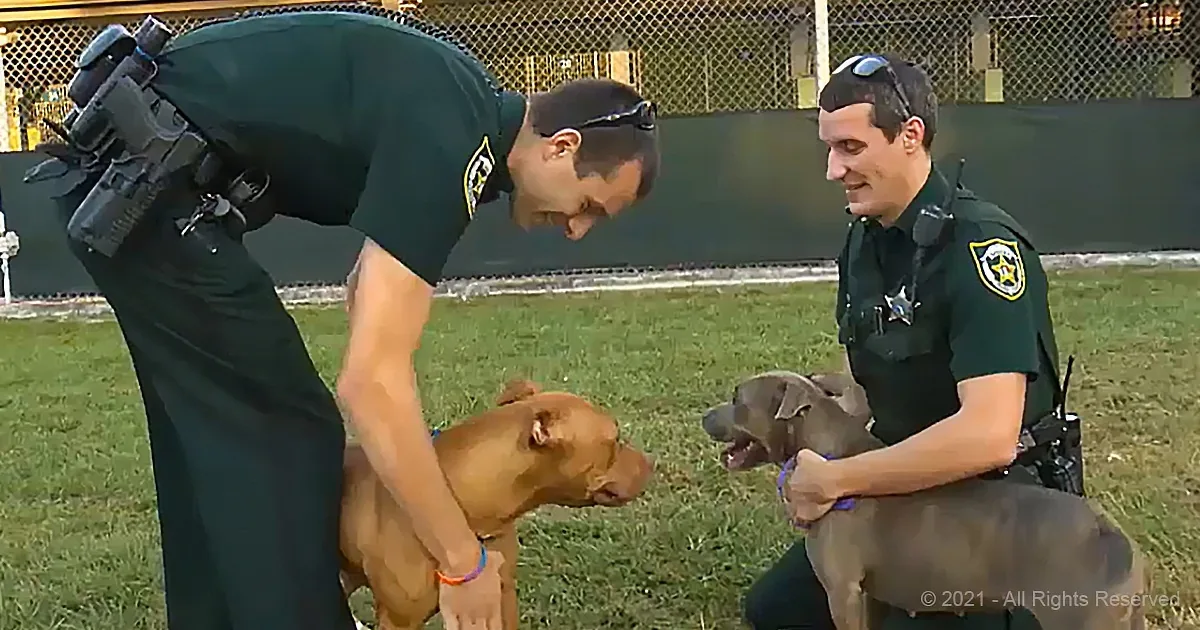Two police officers in green uniforms interact with two dogs on a grassy field.