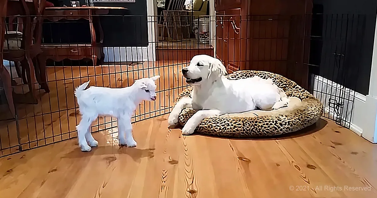 Puppy Meets Baby Goat and Goes Crazy in Funny Home Video
