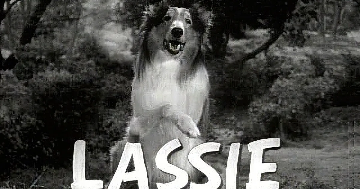 Do You Remember Little Timmy From Lassie?