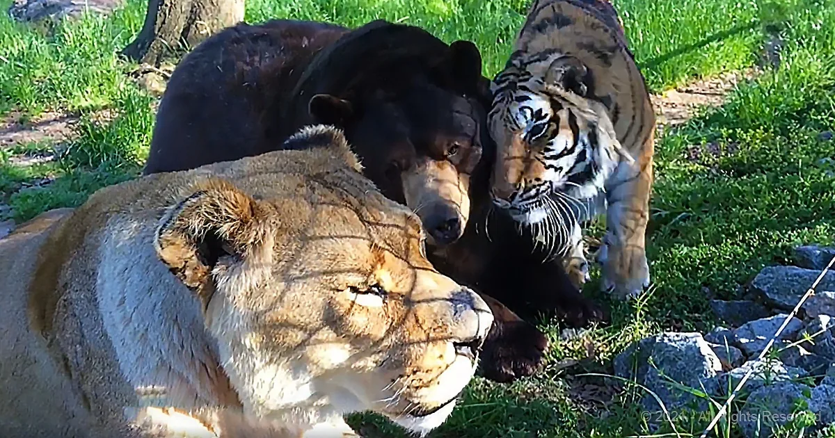 A lion lies in the foreground, while a bear and a tiger stand behind it in a grassy area.