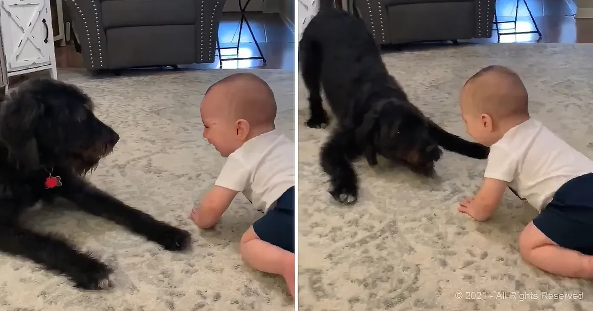 A baby in a white shirt and blue shorts interacts with a large black dog on a carpeted floor.