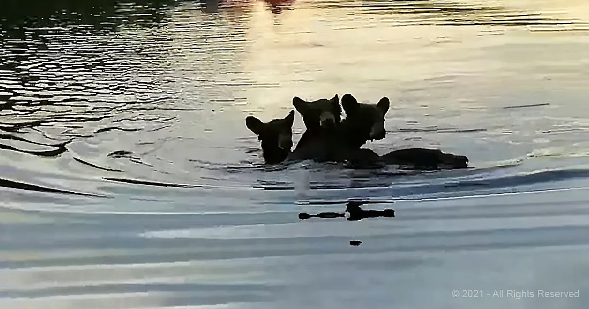 Three bears partially submerged in water, heads above surface, facing forward.