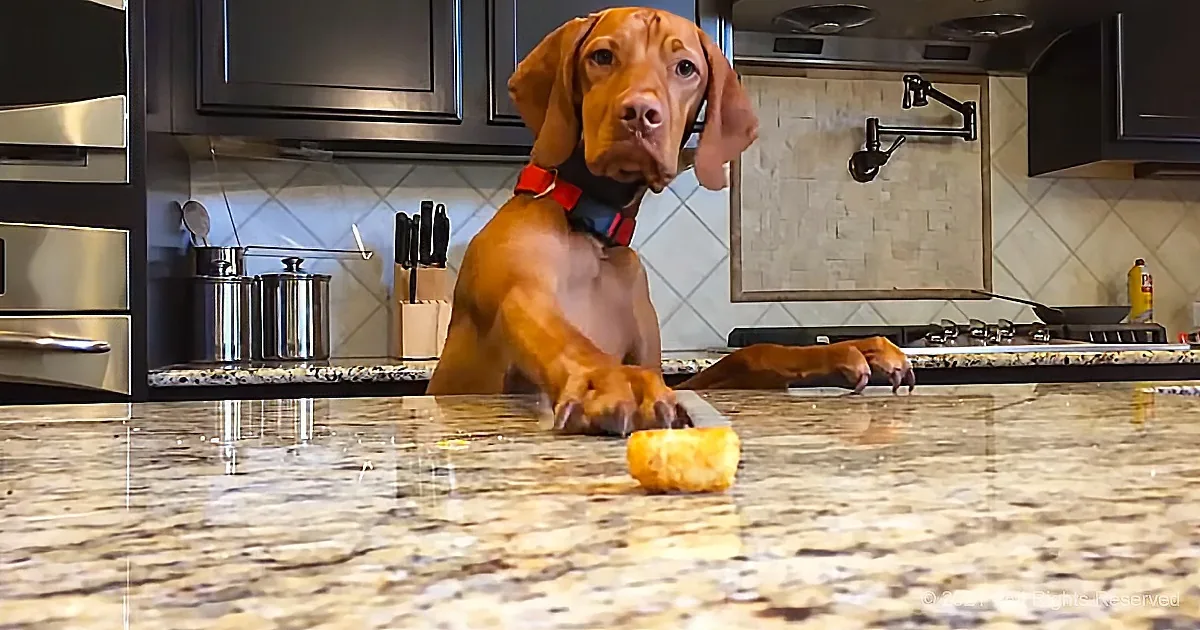 Dog Gives Chase to a Tater Tot on the Counter (And What He's Thinking According to His Owner)