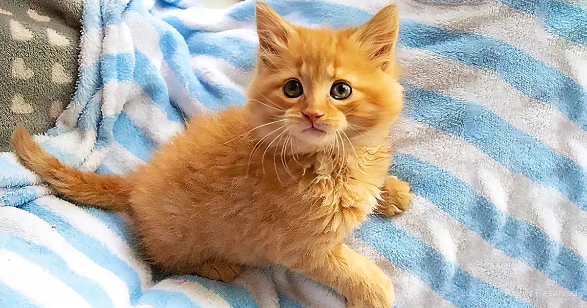 Animal Shelter Volunteer Takes Care of Sick Kitten and Ends up Becoming a 'Forever Family'