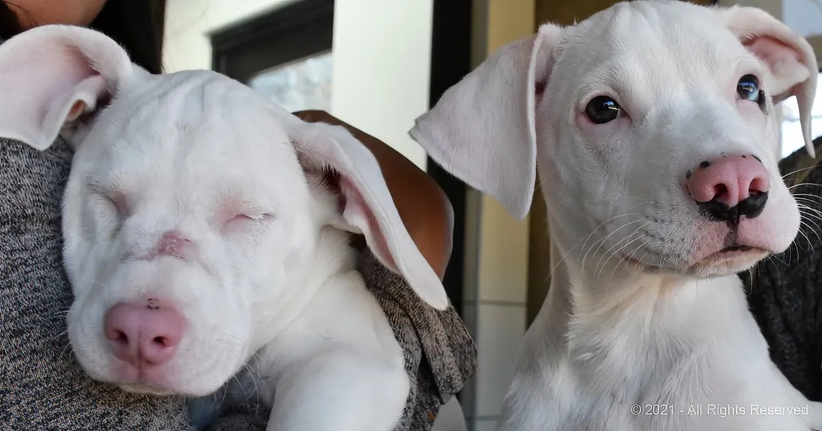 Two white puppies, one sleeping and one awake, are being held by a person.