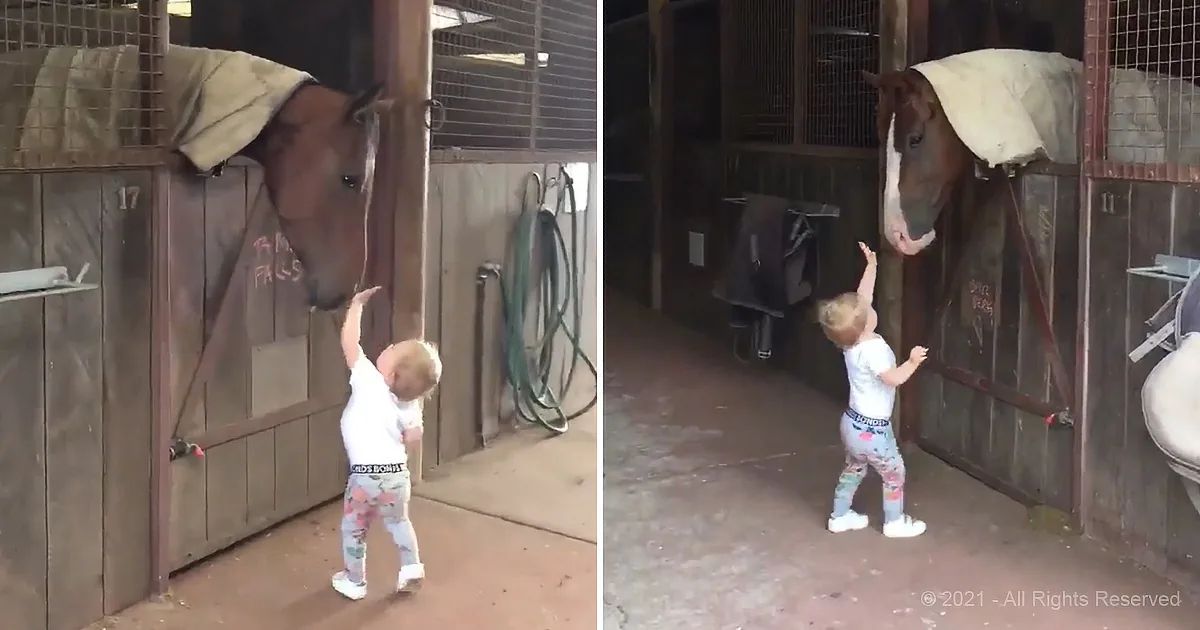 A toddler reaches up to touch a horse's nose through a stable stall door.