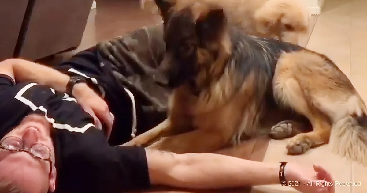 A German Shepherd dog is playfully interacting with a person lying on the floor.