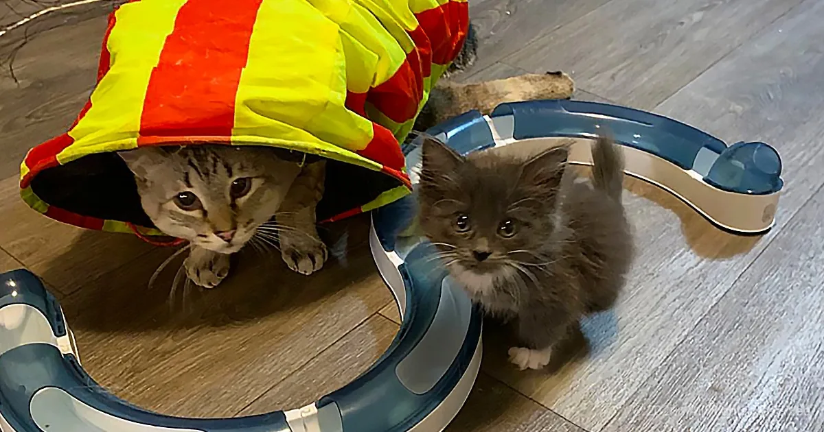 Lady Purrl Finds Her Forever Family That Loves Her Dearly
