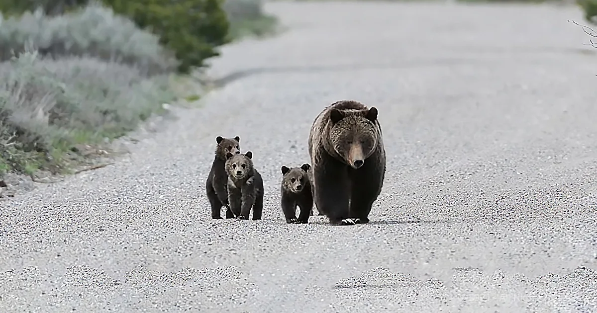 24-Year-Old 'Mama Bear' Emerges From Hibernation With 4 New Cubs in Tow
