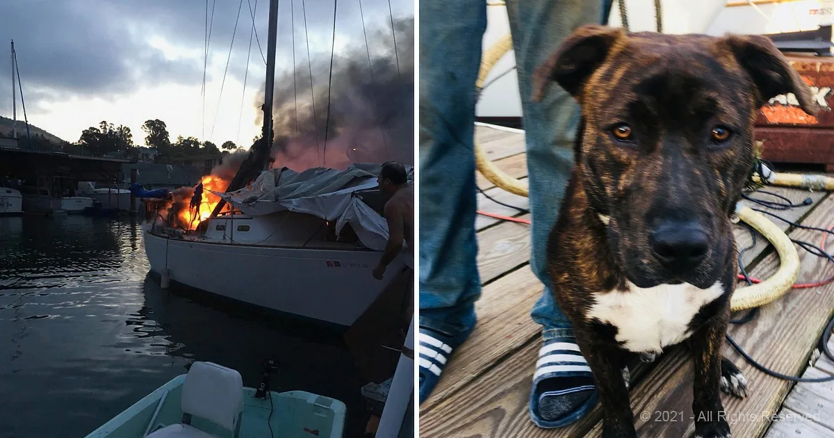 A boat is on fire with smoke, while a dog sits calmly on a dock nearby.