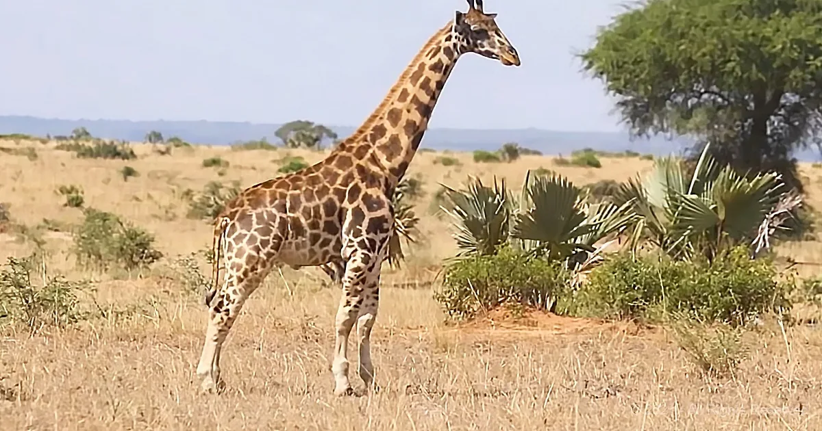 Dwarf Giraffes Appear in the Wild for the First Time Ever