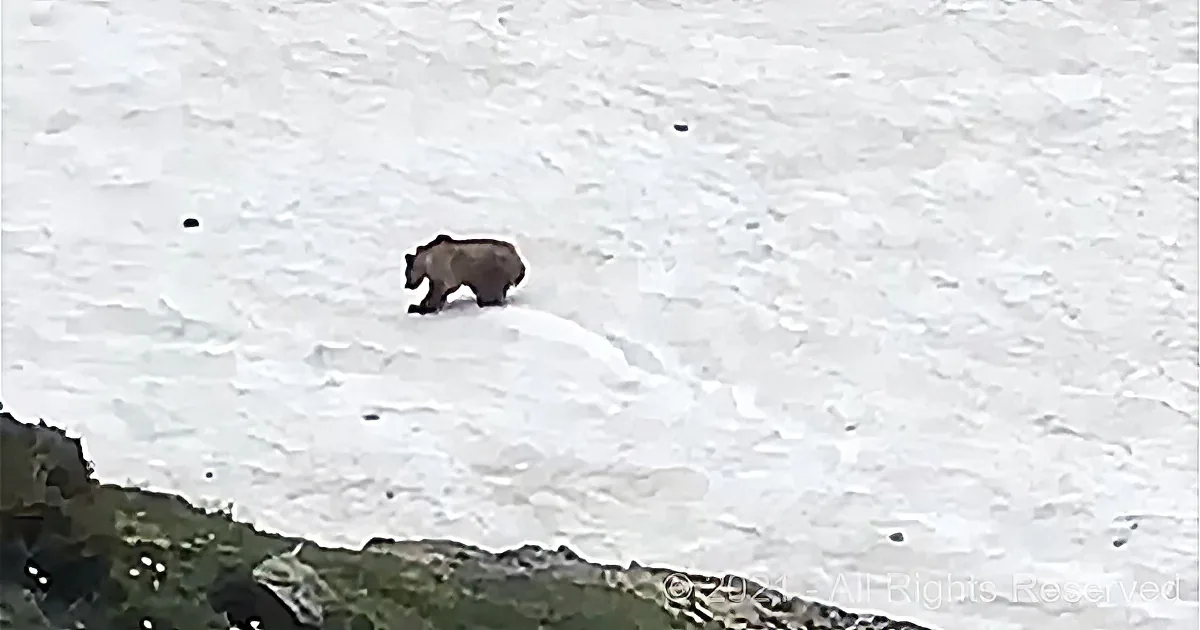 A bear walks across a snowy landscape, surrounded by white snow and a hint of greenery.