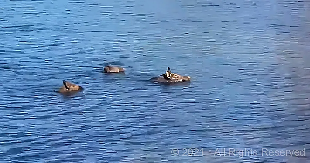 Three ducks swimming in calm blue water, one with a distinctive white patch on its head.