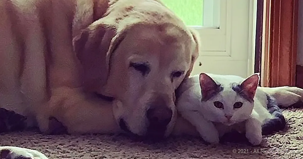After Being Orphaned, Little Kitten Polly Has a New Family and a Best Friend Forever