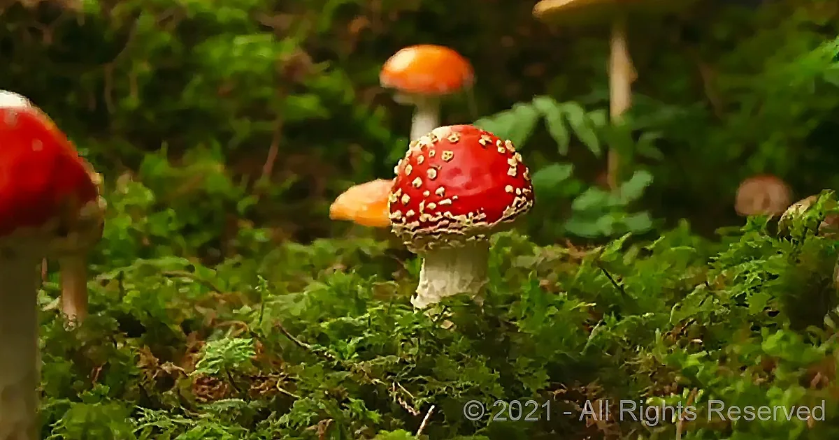 A vibrant red mushroom with white spots sits atop a bed of green moss in a forest setting.