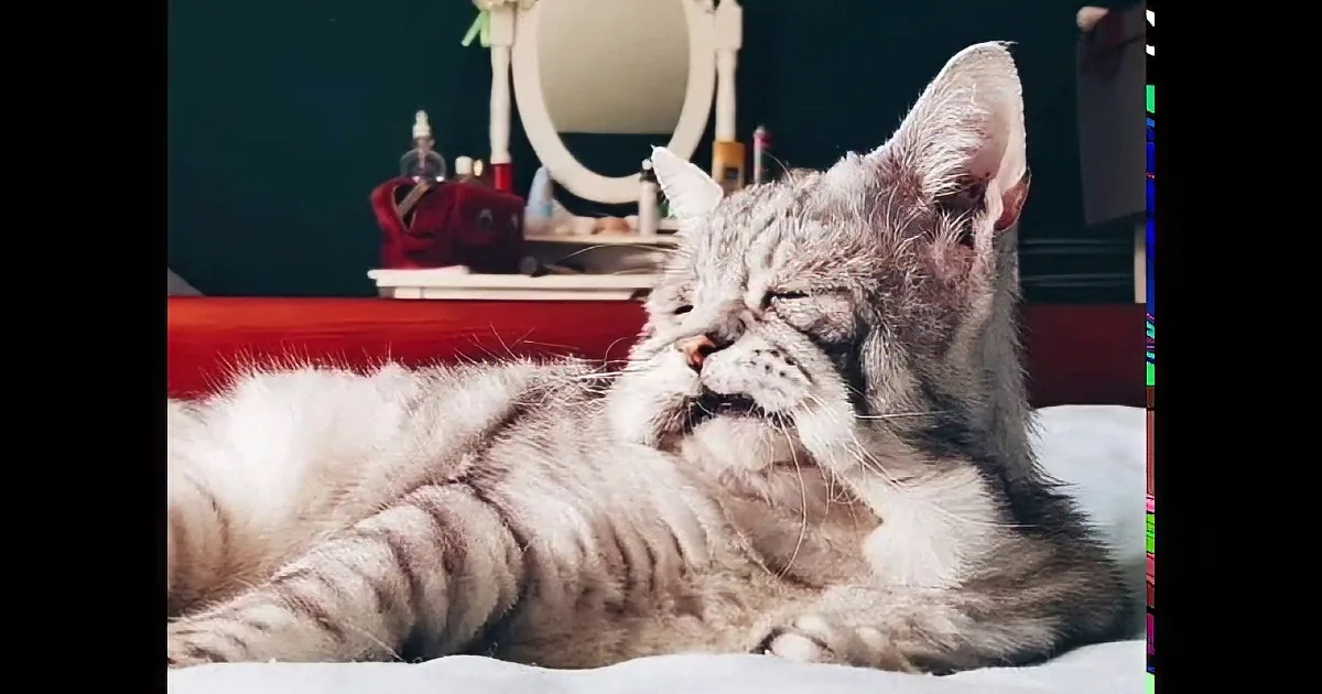 Cat With Rare Condition Is so Relieved When Someone Adopts Him and His Best Friend