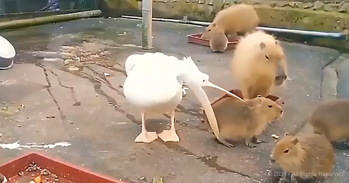 A white pelican stands near a group of capybaras in a zoo enclosure, with one capybara in the foreground.