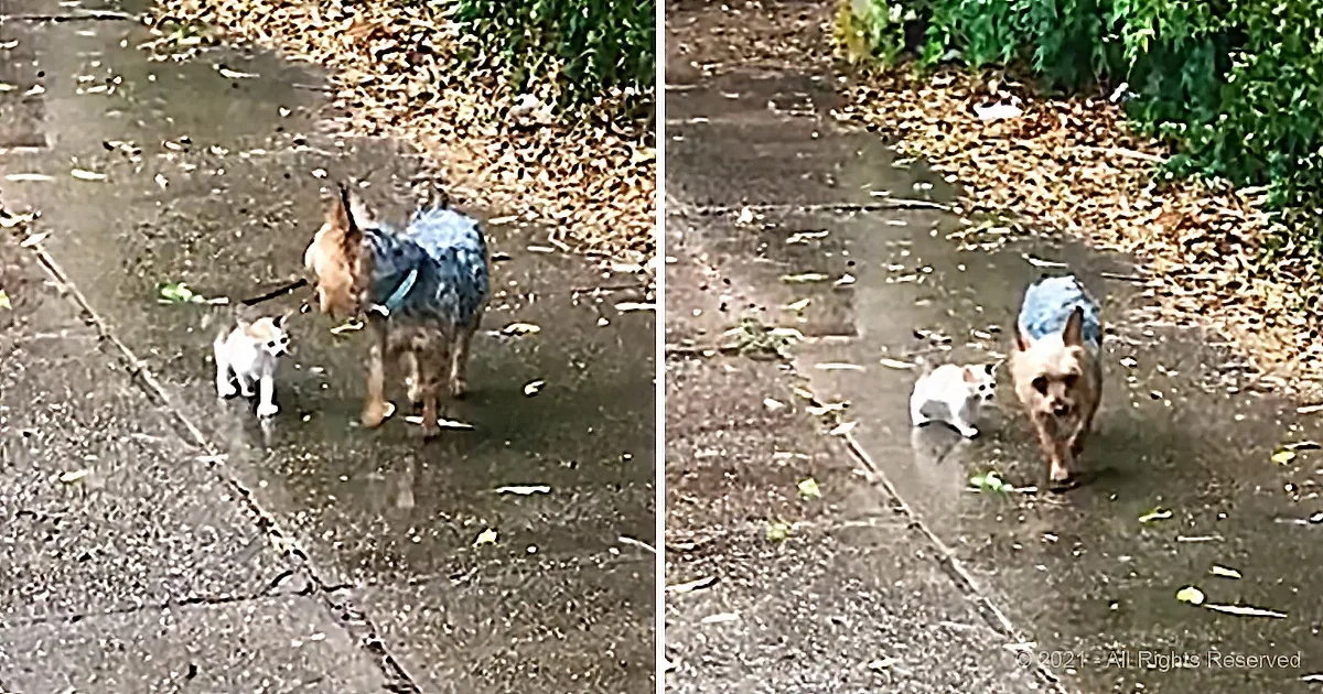 Dog Rescues Tiny Kitten After Finding Her Stranded in the Rain