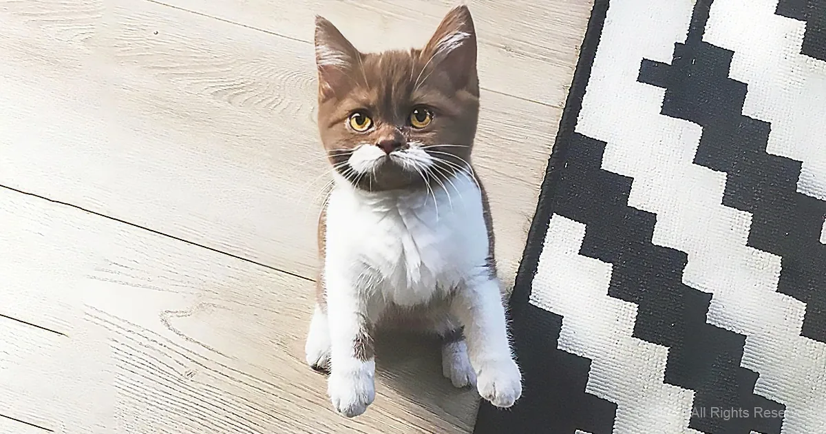 Meet O'Gringo, the Shelter Kitten Born With the Most Glorious Mustache