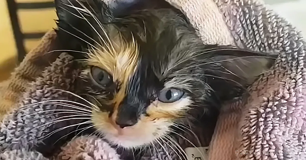 Stray Kitten Runs out of the Bushes and Into the Arms of Her New Human Mom