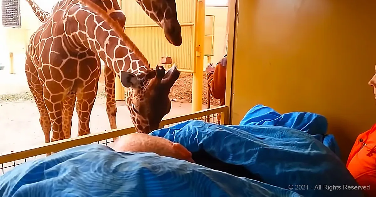 Terminally Ill Zookeeper Gets a Farewell Fit for a King From the Animals He Cared For