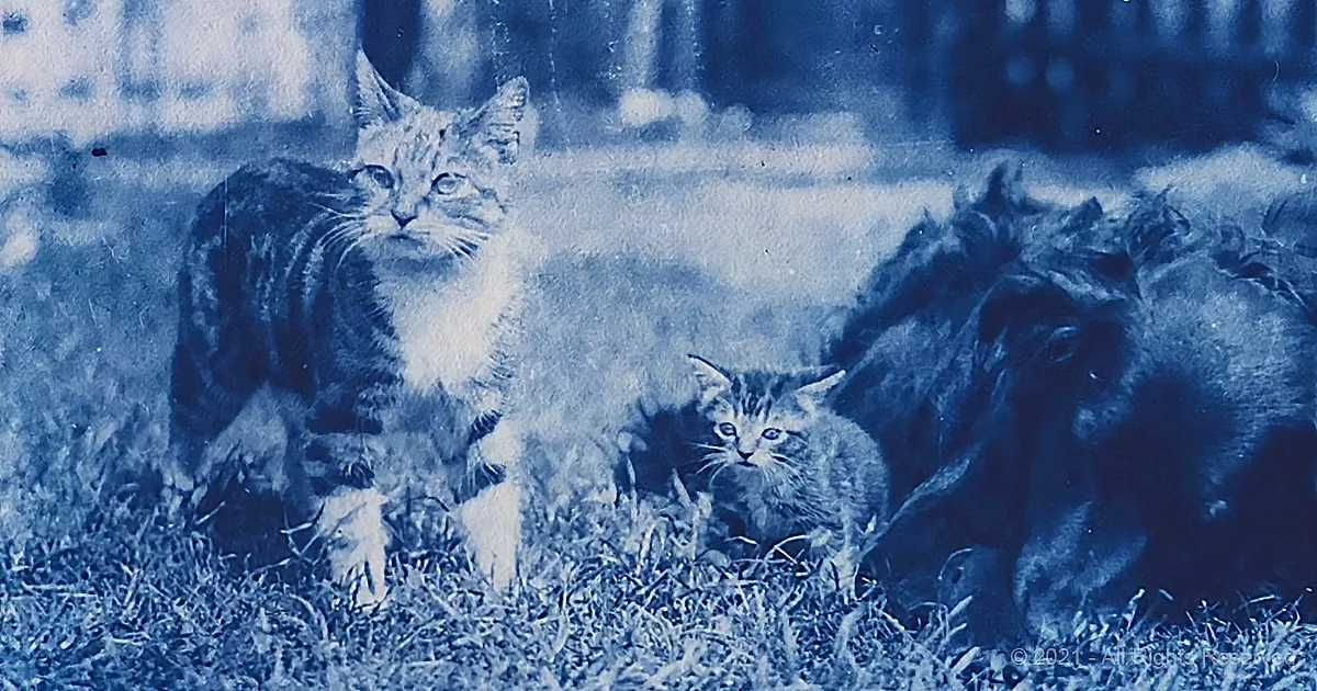 Man Opens 120-Year-Old Time Capsule to Find a Little Girl Loved Her Cat Very, Very Much