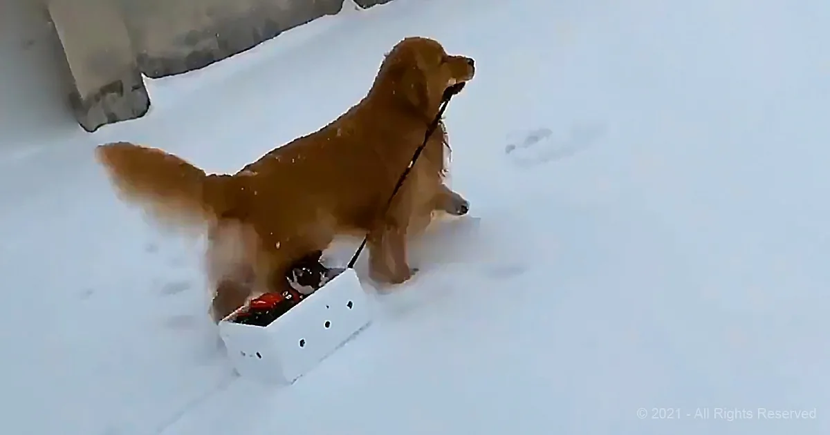 A golden retriever stands in the snow, holding a white box with holes, while wearing a leash.