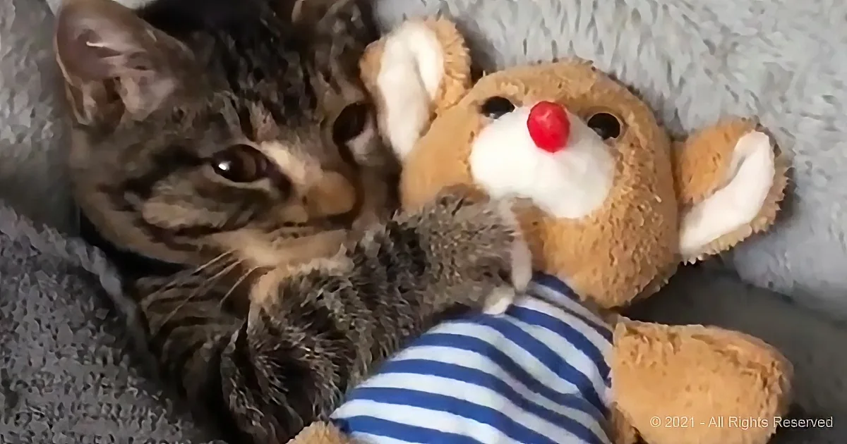 A tabby cat cuddles with a teddy bear wearing a striped shirt.