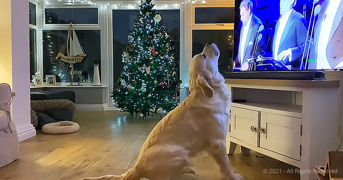 Golden Retriever Is an Internet Celebrity for Howling Along to Popular Song