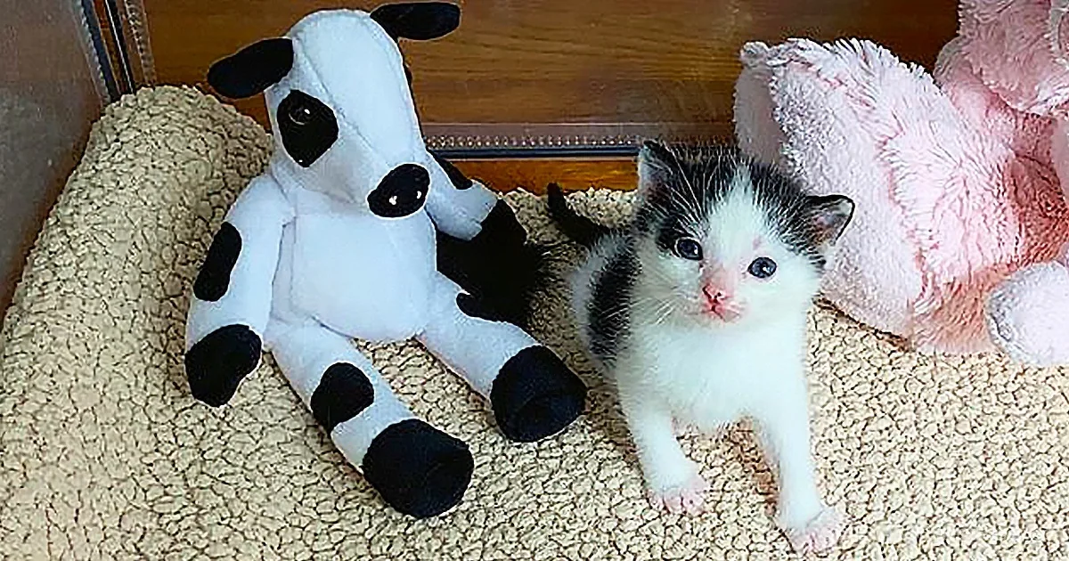 Homeless Kitten Isn't Going Anywhere Without His Cow!