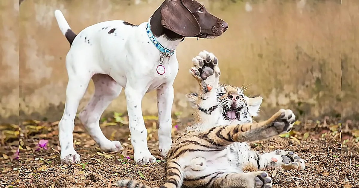 A puppy and a tiger cub are playfully interacting on the ground.
