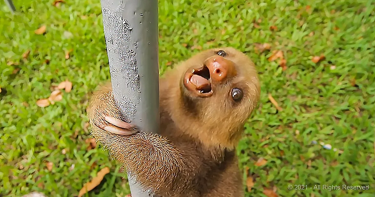 Baby Sloths Aren't Very Fast, but They Can Hold up a Conversation Just Fine