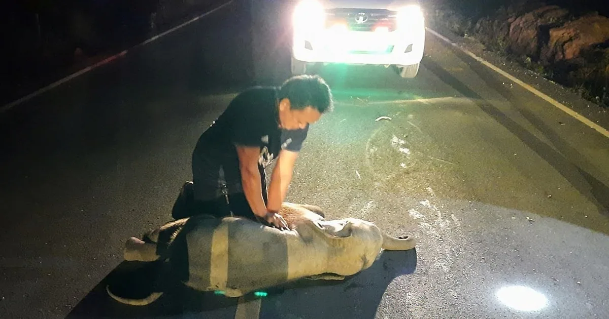 First-Responder Uses Cpr to Revive Dying Baby Elephant Hit by Motorcycle
