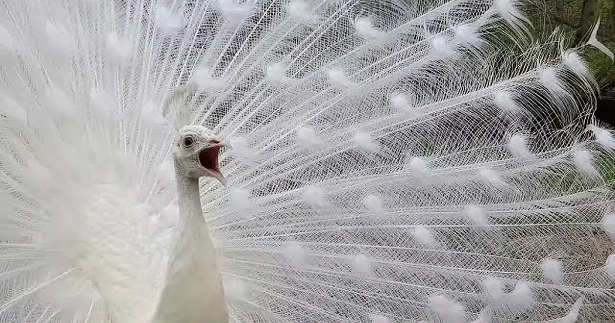 Handsome White Peacock Nearly Breaks the Internet When He Winks at the Ladies