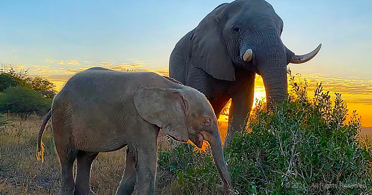 Baby Albino Elephant Is Delighted to Be With Her Family After Escaping Hunter's Devious Trap