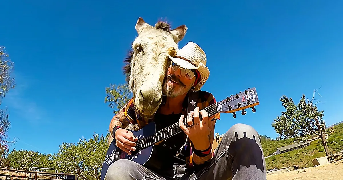 Hazel the Donkey Has Great Taste in Music (And Even Us Humans Are Impressed)