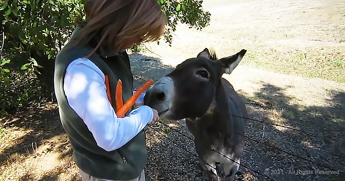 Happy Donkey With a Loud Honker Comes Running to Mom for Love and Carrots