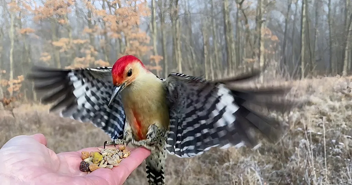 Woman's Woodpecker Video Is Going Viral for All the Right Reasons